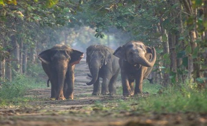 vantara jamnagar photos